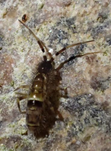 Orchesella cincta